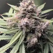 Bubble gum gelato