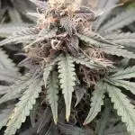 2x Banana OG 40x40 - 1st batch