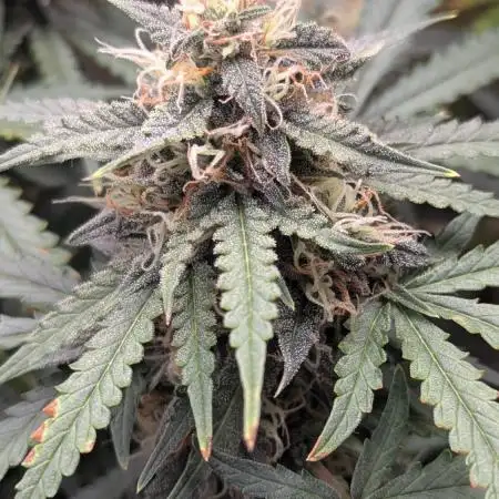 2x Banana OG 40x40 - 1st batch