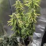 1 x Super Boof 40x40 - 1st batch