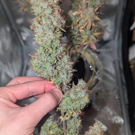 1 x Super Boof 40x40 - 1st batch