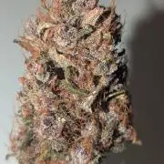 1 x Lemon Cherry 40x40 - 1st batch