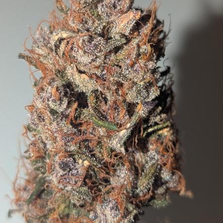 1 x Lemon Cherry 40x40 - 1st batch