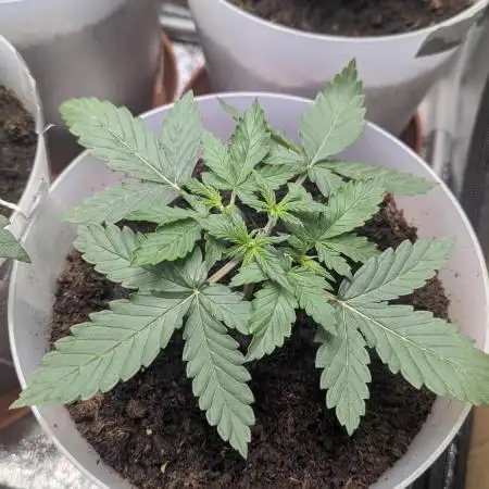 1 x Lemon Cherry 40x40 - 1st batch