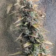 1 x Super Boof 40x40 - 1st batch