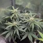 2x Banana OG 40x40 - 1st batch