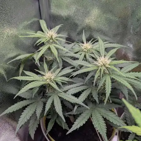 2x Banana OG 40x40 - 1st batch