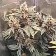 Kush mintz x2