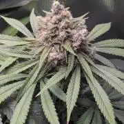 Bubble gum gelato