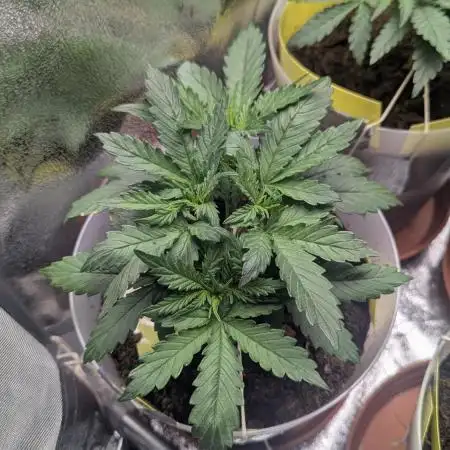 1 x Super Boof 40x40 - 1st batch