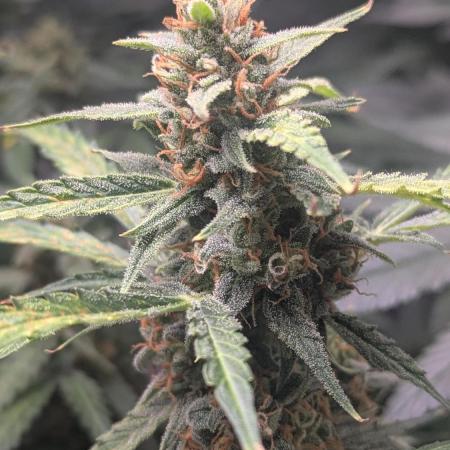 Gorilla auto