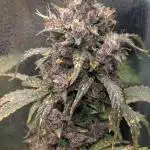 1 x Lemon Cherry 40x40 - 1st batch