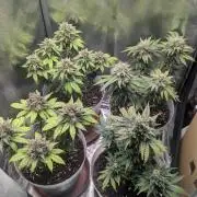 Strawberry banana x4 40x40 2nd Batch