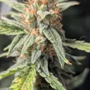 Gorilla auto