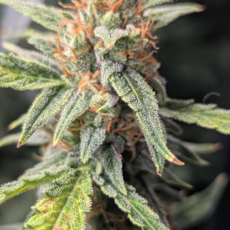 Gorilla auto