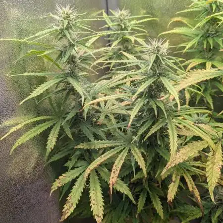 1 x Super Boof 40x40 - 1st batch