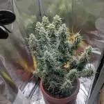 Heavy defoliation and topping 1st test