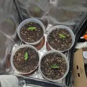 Strawberry banana x4 40x40 2nd Batch