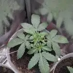 2x Banana OG 40x40 - 1st batch