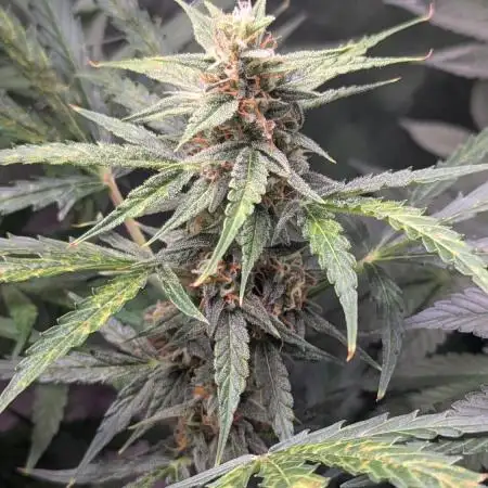 Gorilla auto