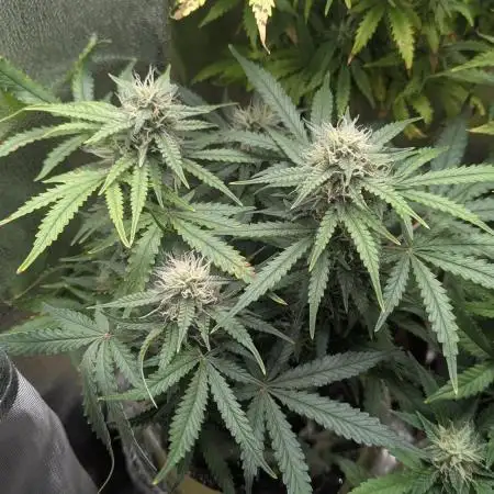 2x Banana OG 40x40 - 1st batch