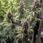 1 x Lemon Cherry 40x40 - 1st batch