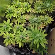 Strawberry banana x4 40x40 2nd Batch