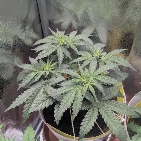2x Banana OG 40x40 - 1st batch