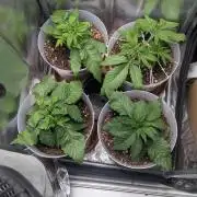 Strawberry banana x4 40x40 2nd Batch