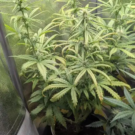 1 x Super Boof 40x40 - 1st batch