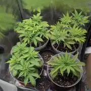 Strawberry banana x4 40x40 2nd Batch