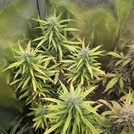 1 x Super Boof 40x40 - 1st batch