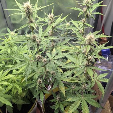 1 x Lemon Cherry 40x40 - 1st batch