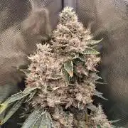 Kush mintz x2