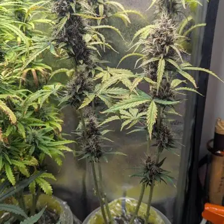 1 x Lemon Cherry 40x40 - 1st batch