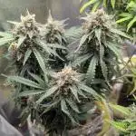 2x Banana OG 40x40 - 1st batch