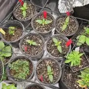 Mini Chocolope pheno hunt