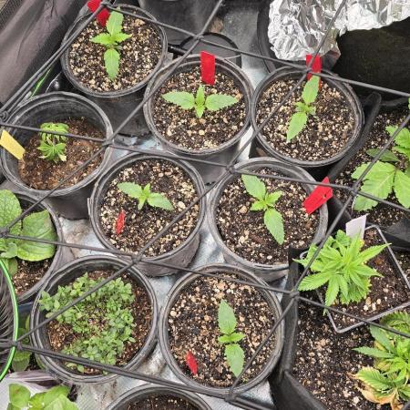 Mini Chocolope pheno hunt