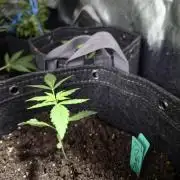 Seedlings in the clone wars