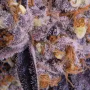 Mini Chocolope pheno hunt