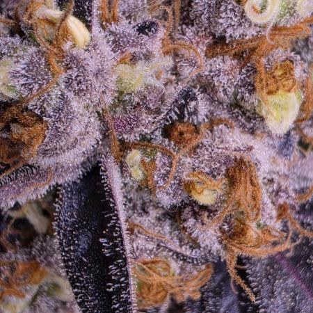 Mini Chocolope pheno hunt