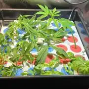 Dwc propagation and vegetation station