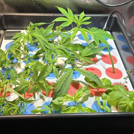 Dwc propagation and vegetation station