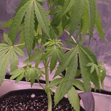 DNA chocolope x2