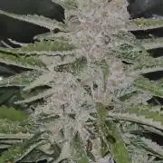 Seedlings in the clone wars