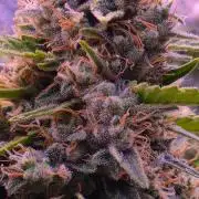 DNA chocolope x2