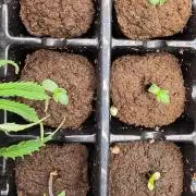 Mini Chocolope pheno hunt