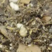 Humboldt seeds Apple Blossom