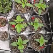 Mini Chocolope pheno hunt