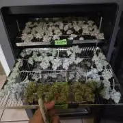 Blackberry moonrock clone